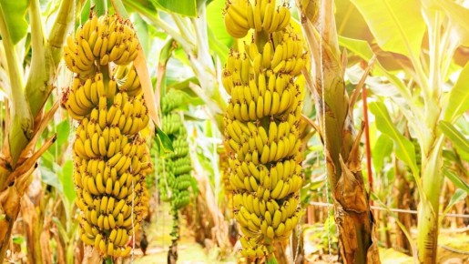 ������ �� ��� ������: ��� ������� ����� �������� �������� �������� ������