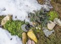 Как подготовить альпийскую горку к зиме: простые шаги для сохранения растений и камней