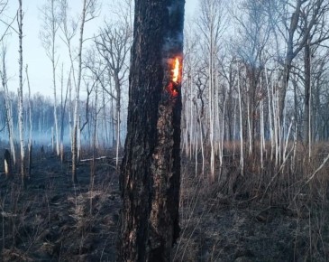 ��������� ������������ ���� ������������ ������ ����� �� ������� � 9600 ��