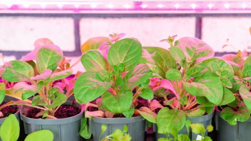 ������������ ����� ������ ��������: ��� ������� ����� ����� �����