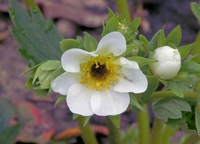 ��� ����� ��������� ����� ��� ����������� ���: ������������ ������������