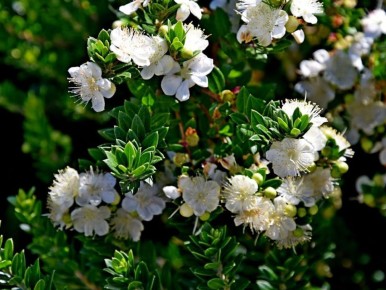 �������� ��������: ���� � ���������� ��� ����