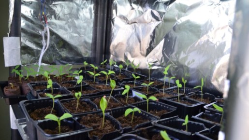 ������ ��� ������ �������� �������: �������� ��� ����������