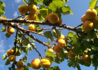 ��� ��������� ���������� �������: ������� ��������� ��������