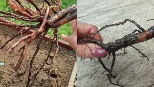 ��� �������� �������� ��� ����� �������: ������� ���������� ���������� ������