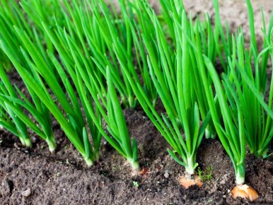 ��� ��������� ���������� ��� �� ������ ������