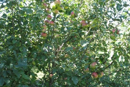 ������ ����� �������: �������� ����� � ����������� �����