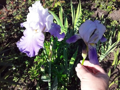 ��� �� ���� ���������: ������������ �����, ������� ��������� �����