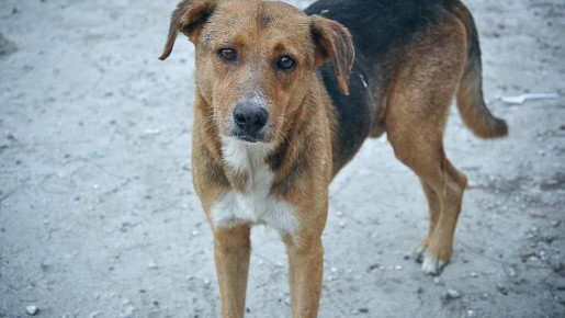 ����� 600 �� ����� ��� ��������� �������� ������� ����������� �� ����� ��������� ������ �����