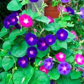 ������: ��� ������, ������� ���������� ��� ��� � ���