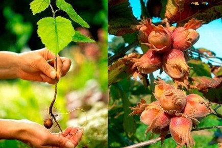 ������ �� ����� �������: ��� ��������� ����� � �������� ������ ������