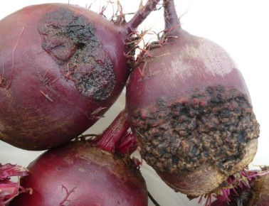 ������� ��������� ����������� �����: ����, ������� �� ��������