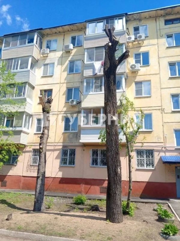 Разрешение имеется: формовочную обрезку деревьев «под ноль» провели в центре Хабаровска Разрешение имеется: формовочную обрезку деревьев «под ноль» провели в центре Хабаровска