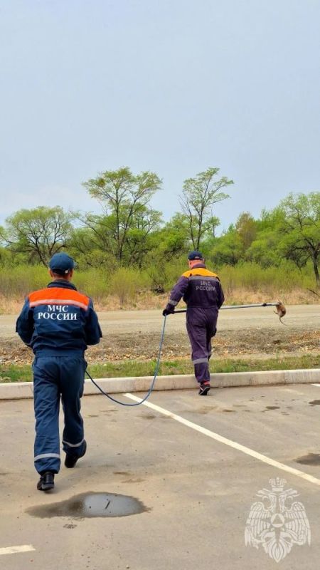 Спасатели из ЕАО помогли ондатре выбраться из западни Спасатели из ЕАО помогли ондатре выбраться из западни