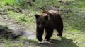 ����������� ������������: ����� ������� ���� �������� ��� �������