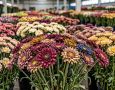 Почти 13 тысяч зараженных цветов обнаружено на складе в Хабаровске