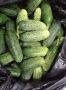 Огурец Коленька: ранний сорт с изысканным вкусом и обильными урожаями