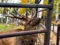 Правила поведения в Приамурском зоосаде Хабаровска