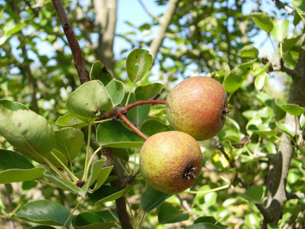Как вырастить грушу из семечка: секреты и советы для дачников