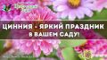 Циннии: яркие акценты сезона для вашего сада