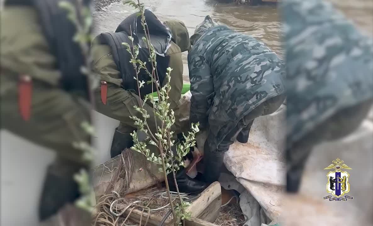 В Хабаровском крае полицейские задержали семерых браконьеров, незаконно добывавших краснокнижную рыбу