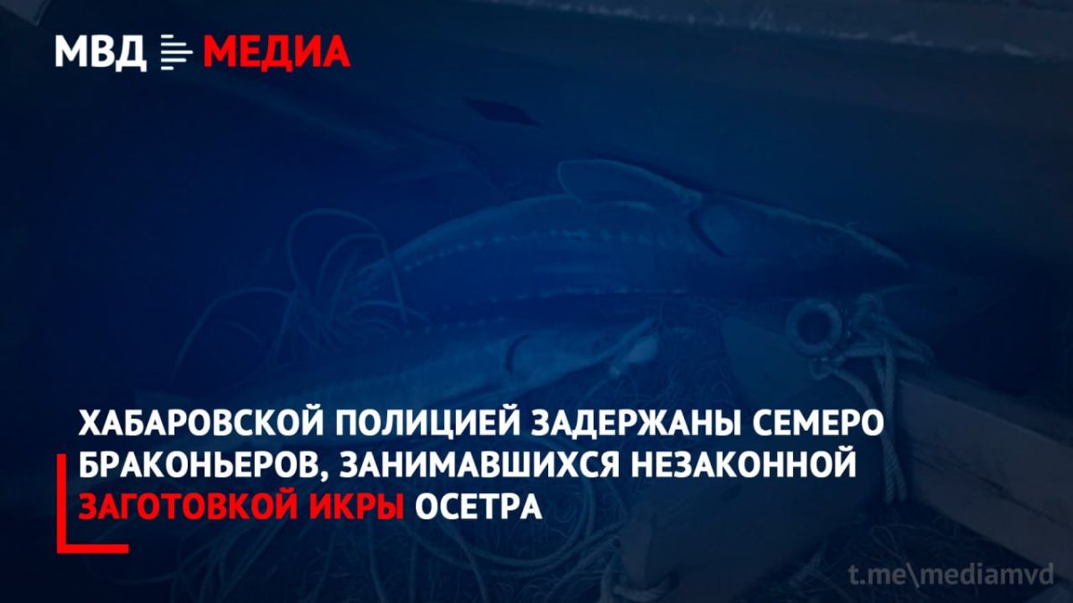 Хабаровской полицией задержаны семеро браконьеров, занимавшихся незаконной заготовкой икры осетра