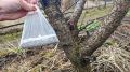 Как правильно подкормить сливы и вишни: советы для свежего старта после зимы