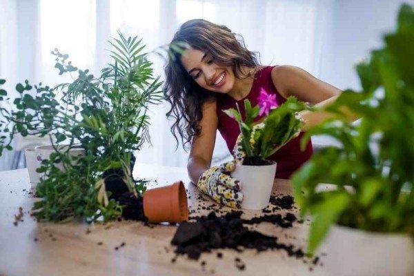 Эффективные способы борьбы с плесенью в домашних цветах