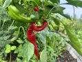 За 20 дней ярмарки выходного дня жители приобрели уже около 30 тонн продукции местного производства