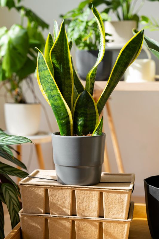 10 домашних растений, которые не подведут даже самых неопытных цветоводов