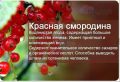 Проблемы красной смородины: как сохранить урожай и полюбить эту ягоду
