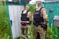 Вот что бывает, когда слишком хорошо разбираешься в ботанике и активно используешь эти навыки в противозаконных целях