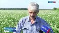 Ранний картофель от хабаровских производителей готов выйти на прилавки края уже на следующей неделе