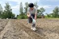 Тонну семян сосны корейской высадили в Хабаровском крае для восстановления сгоревших лесов
