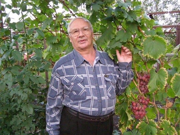 Виноград Гурман: что нужно знать о новом любимце садоводов