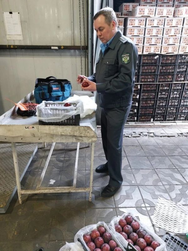 Плодожорку из Китая не впустили в Приморье