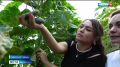 Советская Гавань при поддержке краевого гранта активно наращивает тепличное производство овощей