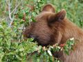 Косолапый гурман: Почему медведи предпочитают ягоды тайги
