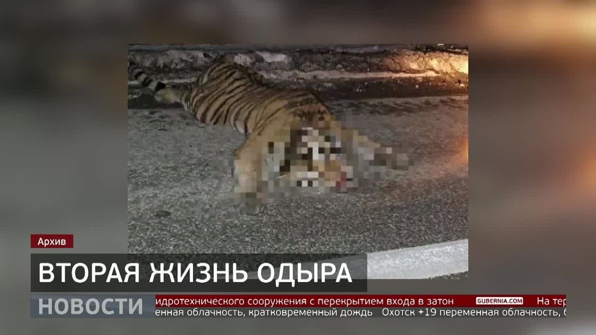 Амурский тигр Одыр обретает вторую жизнь