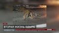 Амурский тигр Одыр обретает вторую жизнь