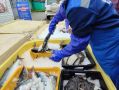 Проект «Доступная рыба» доберётся до самого севера Хабаровского края