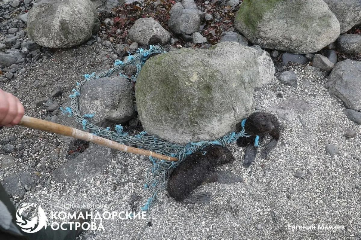 Трех щенков морского котика, запутавшихся в сети, спасли на Командорских островах Трех щенков морского котика, запутавшихся в сети, спасли на Командорских островах