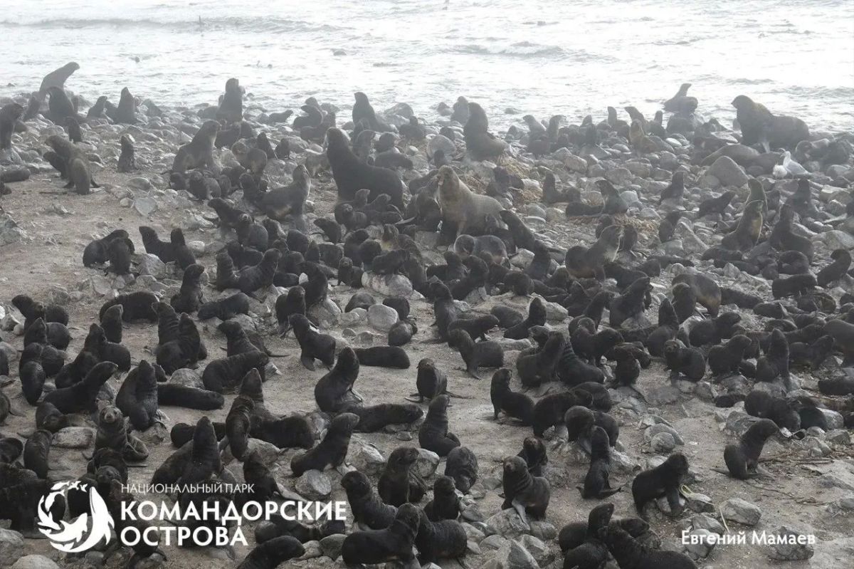 Трех щенков морского котика, запутавшихся в сети, спасли на Командорских островах Трех щенков морского котика, запутавшихся в сети, спасли на Командорских островах