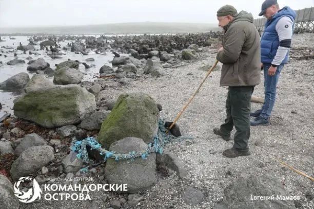 На острове Беринга спасли трех маленьких морских котиков На острове Беринга спасли трех маленьких морских котиков
