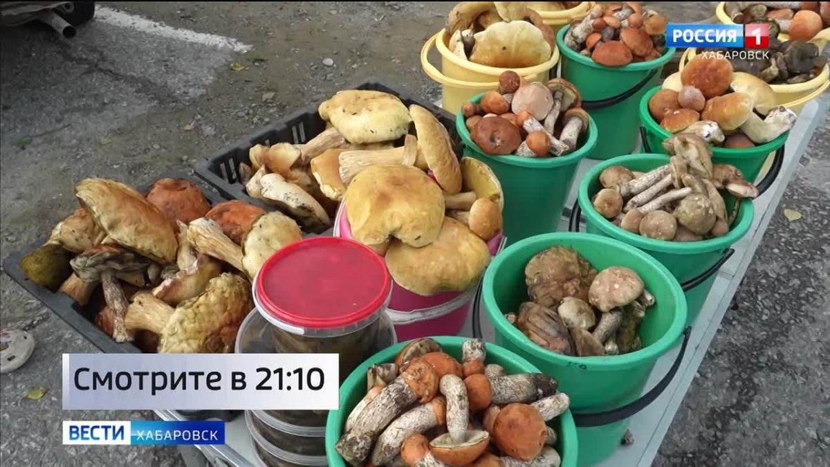 Смотрите в 21:10. Грибной сезон начался в Хабаровском крае