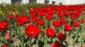 Владивосток готовят к весеннему цветению