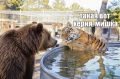 Амурский тигр вышел к людям в Хабаровском крае