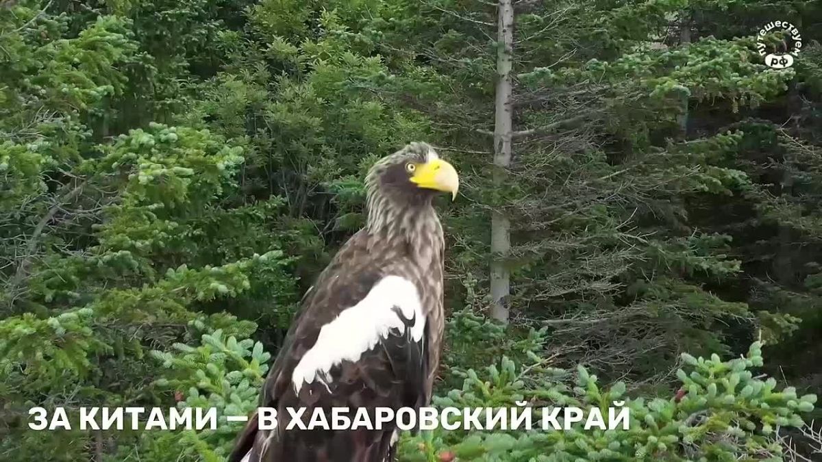 В Хабаровском крае есть место, где киты подплывают к самому берегу
