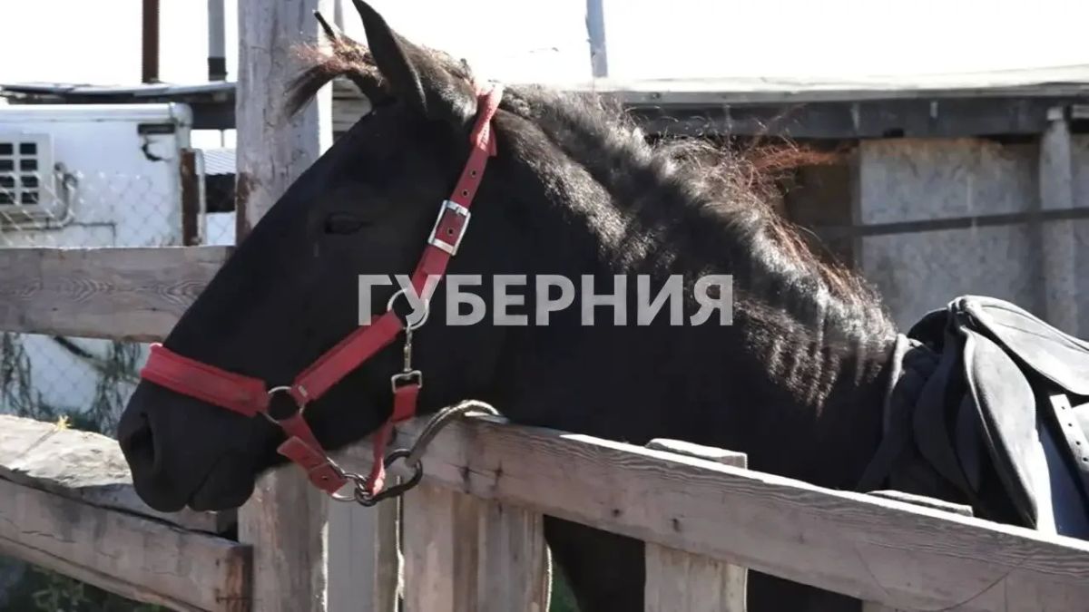 Иппотерапевтический центр «Созвездие лошади» в Комсомольске оказался на грани закрытия Иппотерапевтический центр «Созвездие лошади» в Комсомольске оказался на грани закрытия