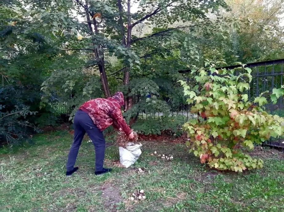 Традиция добрых дел: в Хабаровском крае стартовал осенний субботник Традиция добрых дел: в Хабаровском крае стартовал осенний субботник